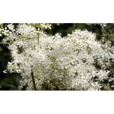 Magical Herbs - Meadowsweet