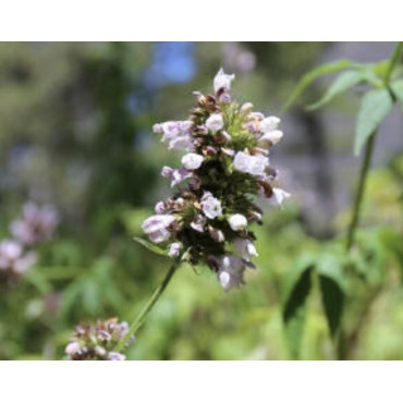 Magical Herbs - Balm Of Gilead